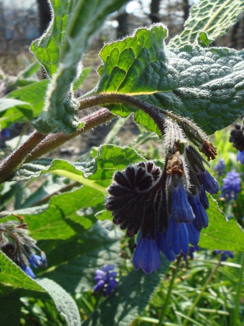 Symphytum caucasicum fleur